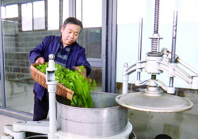 掌上乾坤  河北省石家庄市鹿泉区水峪村：连翘连起致富路